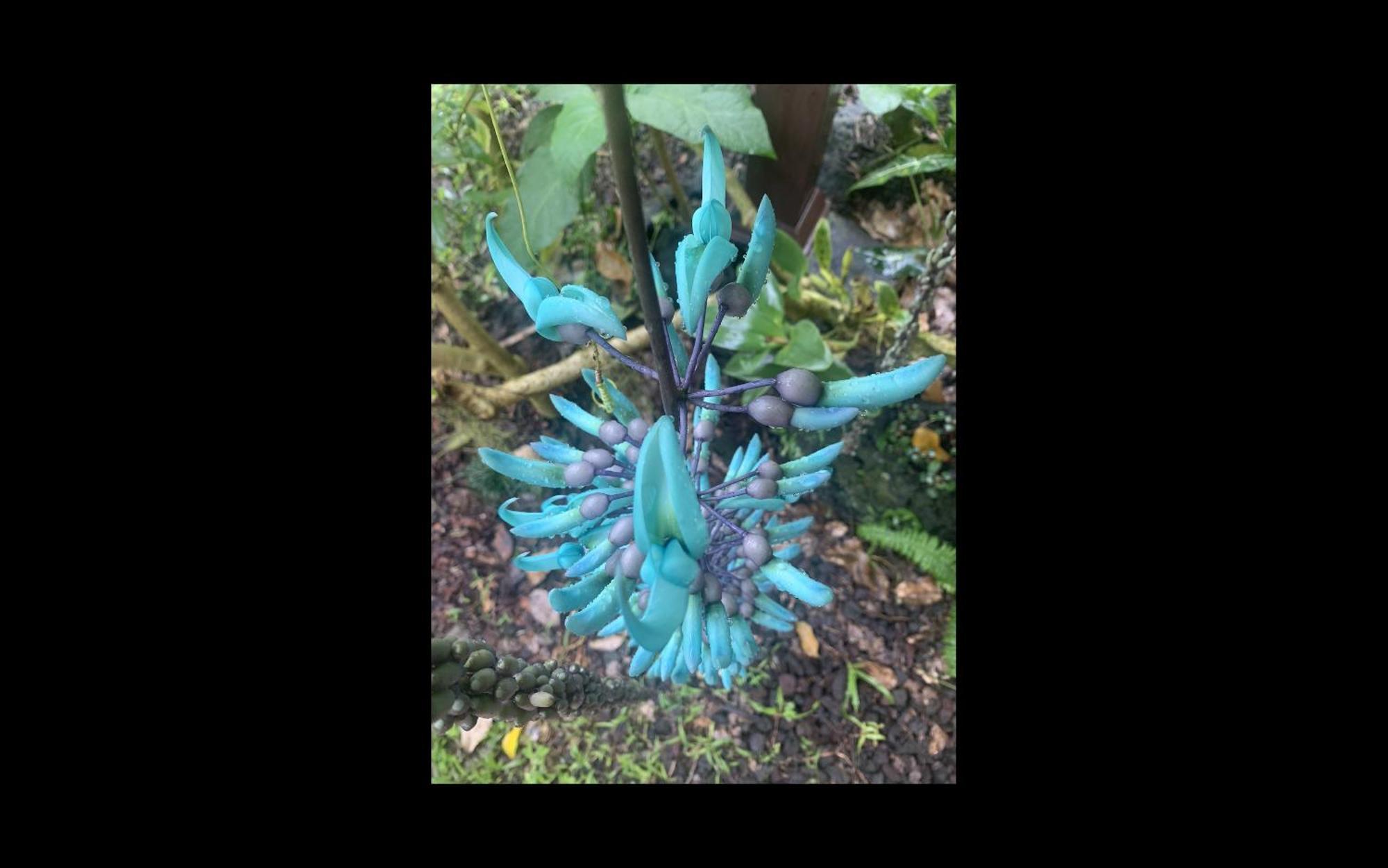 Phoenix Garden Pahoa Exterior photo